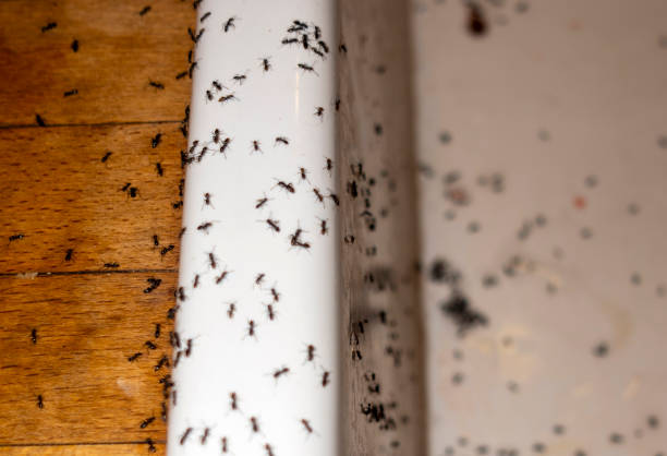 King City, OR Pest Control Company